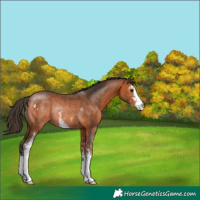 Horse Color:Bay Sabino Rabicano