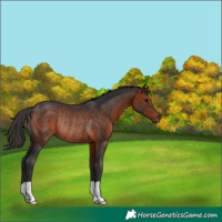 Horse Color:Bay Rabicano 
