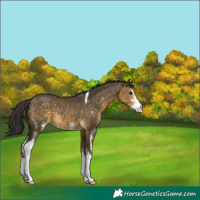 Horse Color:Buckskin Dun Sabino 