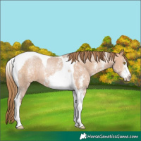 Horse Color:Brown Pearl Sabino Tobiano Rabicano