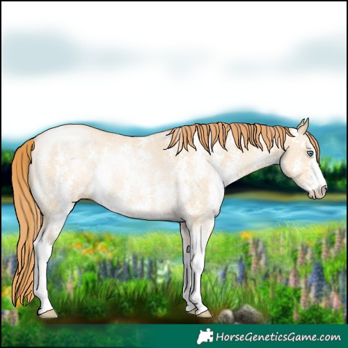 Horse Color:Smoky Grullo Pearl Sabino Rabicano 
