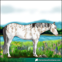 Horse Color:Gray Classic Champagne Dun Sabino Rabicano 