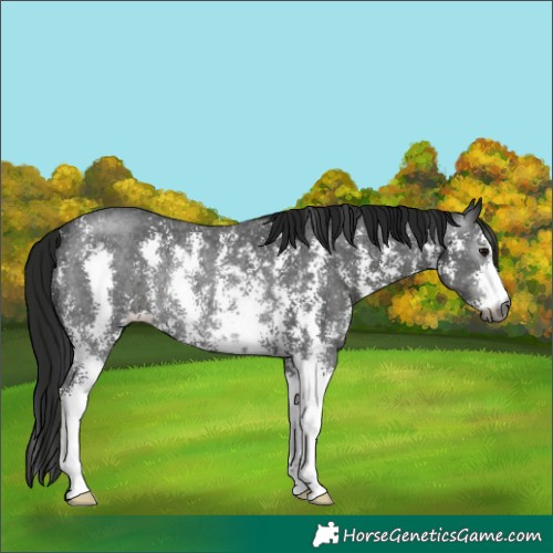 Horse Color:Gray Black Sabino Rabicano 