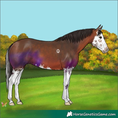 Horse Color:Bay Splash 
