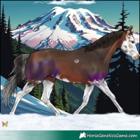 Horse Color:Bay Splash 