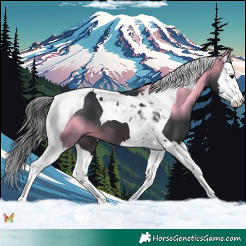 Horse Color:Brown Splash Tobiano