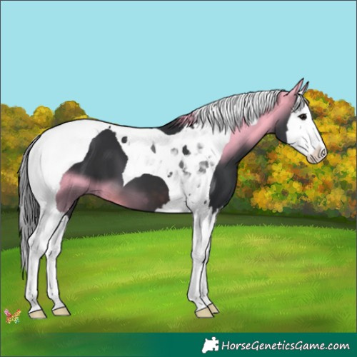 Horse Color:Brown Splash Tobiano 
