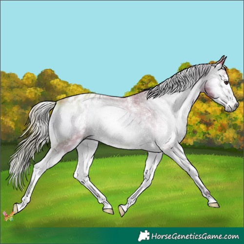 Horse Color:Gray Watercolor Liver Red Onyx Sabino Splash Appaloosa 