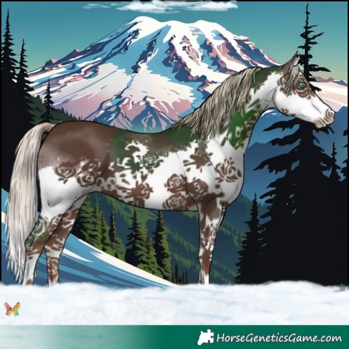 Horse Color:Liver Chestnut Splash 