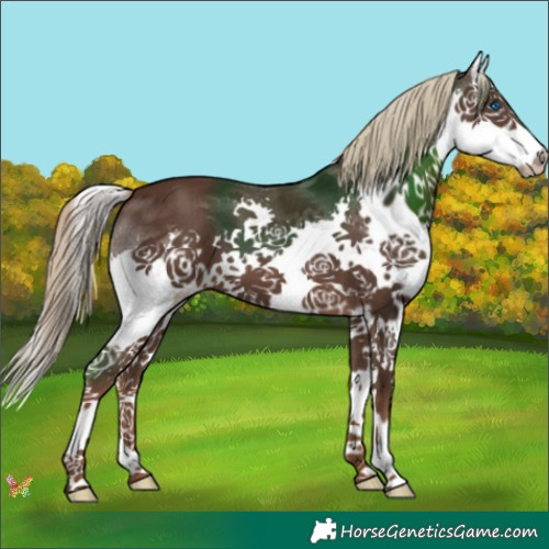 Horse Color:Liver Chestnut Splash 