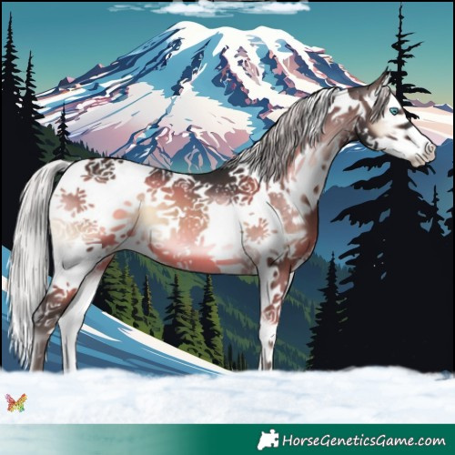 Horse Color:Silver Brown Onyx Splash Tobiano 