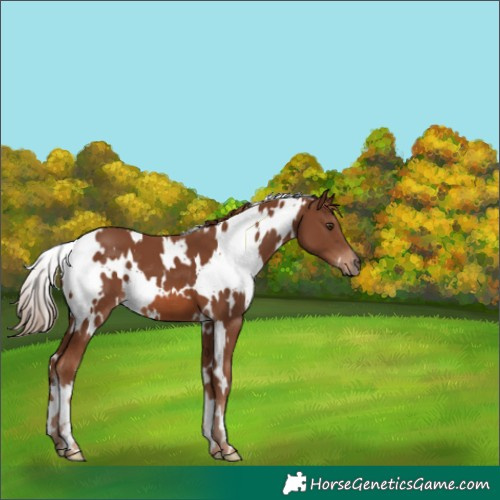 Horse Color:White Spotted Chestnut 