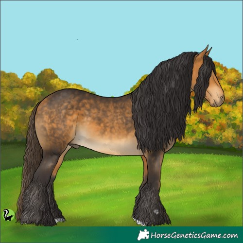Horse Color:Buckskin 