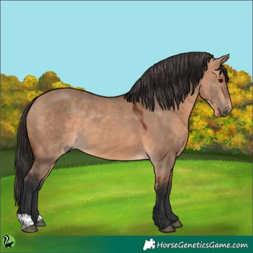 Horse Color:Bay Dun