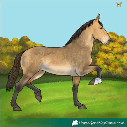 Horse Color:Buckskin Dun 