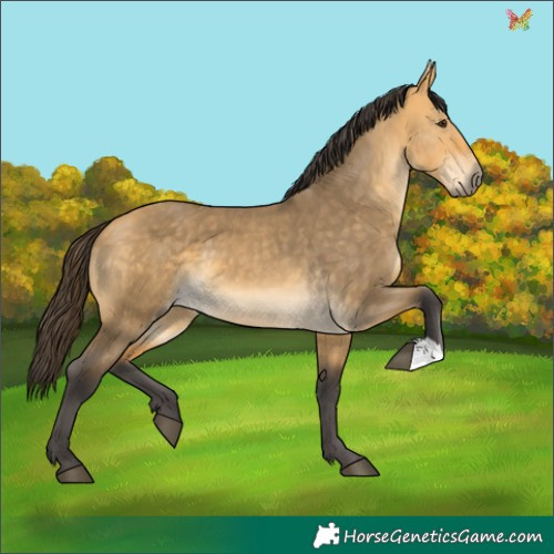 Horse Color:Buckskin Dun