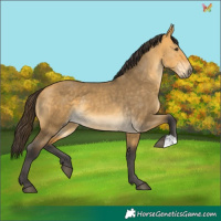 Horse Color:Buckskin Dun 