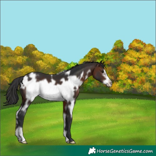Horse Color:White Spotted Brown Frame 
