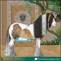 Horse Color:Buckskin Dun Splash Tobiano 