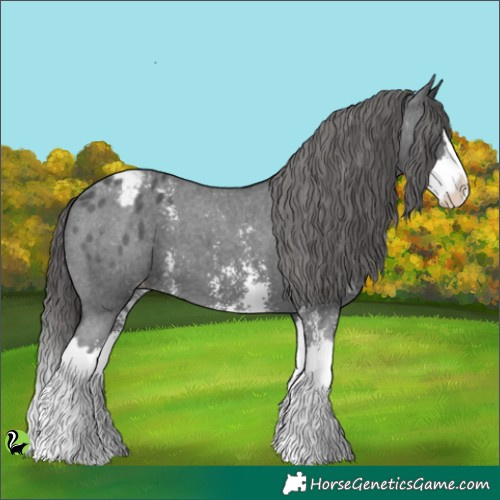 Horse Color:Black Sabino Splash Appaloosa 