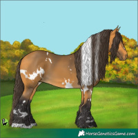 Horse Color:White Spotted Buckskin 