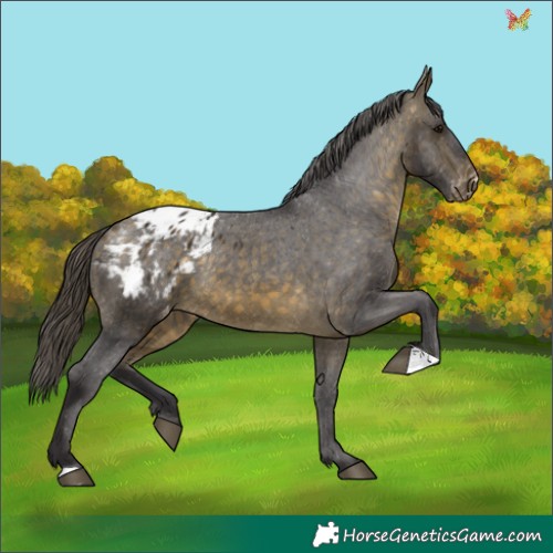Horse Color:Buckskin Appaloosa 