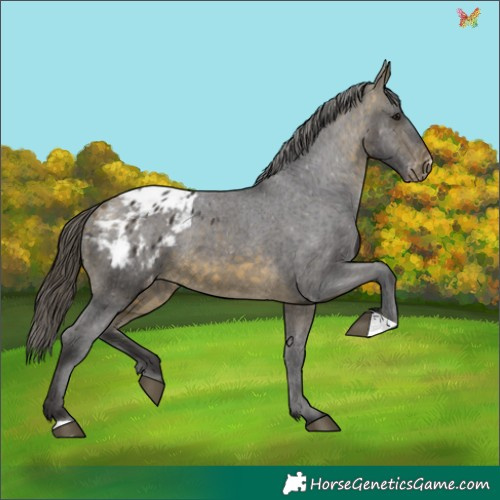 Horse Color:Buckskin Appaloosa