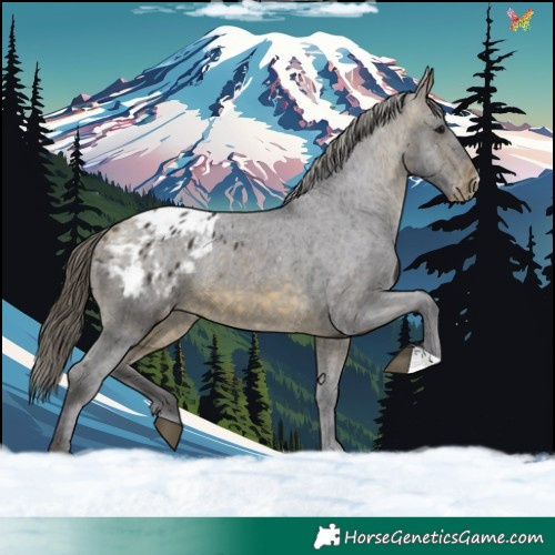 Horse Color:Buckskin Appaloosa 