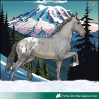 Horse Color:Buckskin Appaloosa 