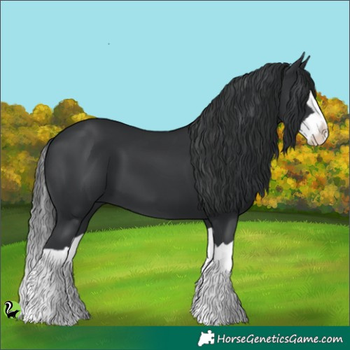 Horse Color:Black Splash 