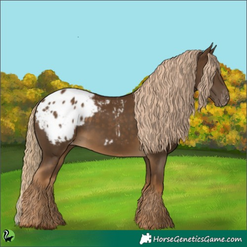 Horse Color:Chocolate Palomino Appaloosa