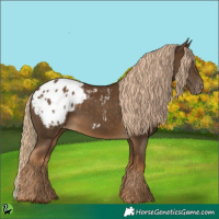 Horse Color:Chocolate Palomino Appaloosa 