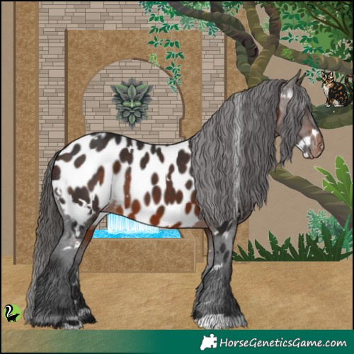 Horse Color:White Spotted Brown Appaloosa 