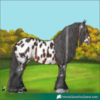 Horse Color:White Spotted Brown Appaloosa 