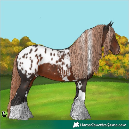 Horse Color:White Spotted Liver Chestnut Tobiano Appaloosa 