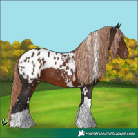 Horse Color:White Spotted Liver Chestnut Tobiano Appaloosa 