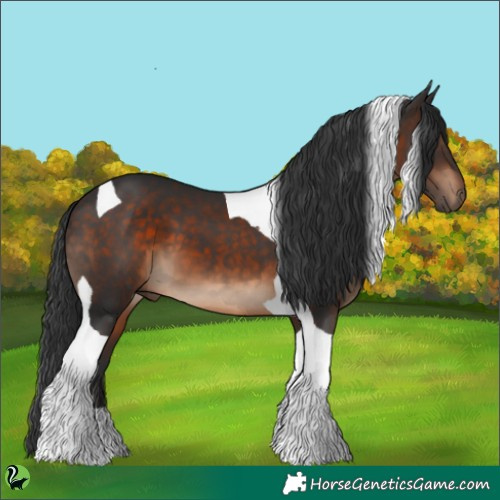 Horse Color:Brown Tobiano 