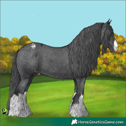 Horse Color:White Spotted Black Appaloosa 