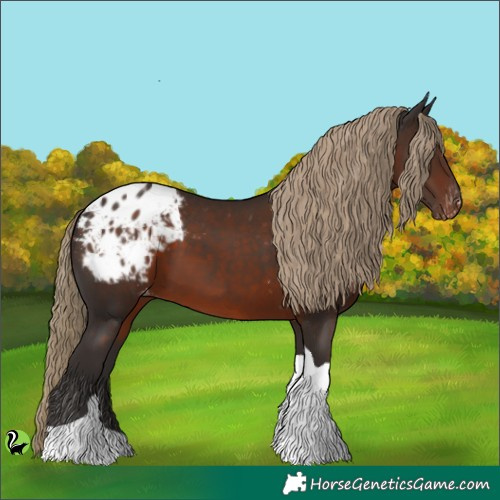 Horse Color:Liver Chestnut Tobiano Appaloosa 