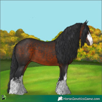 Horse Color:White Spotted Brown 