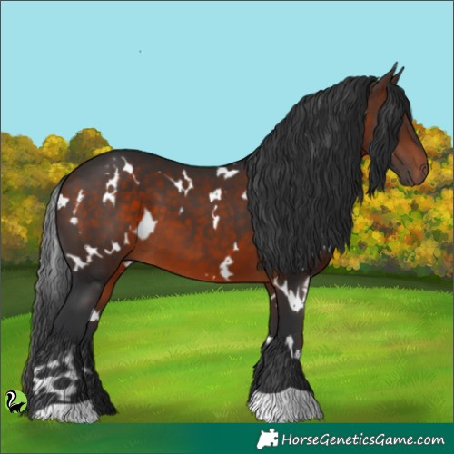 Horse Color:White Spotted Brown 