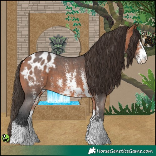 Horse Color:Bay Sabino Appaloosa 