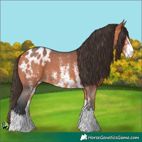 Horse Color:Bay Sabino Appaloosa 