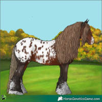 Horse Color:Liver Chestnut Sabino Appaloosa 