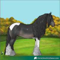 Horse Color:Black Tobiano 