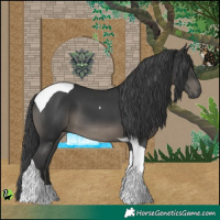 Horse Color:Black Tobiano 