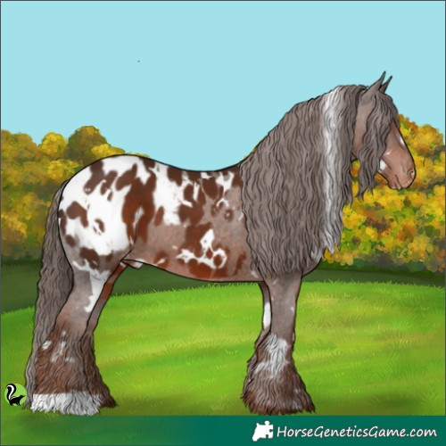 Horse Color:White Spotted Liver Chestnut Appaloosa 