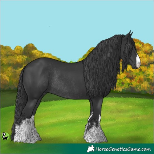 Horse Color:White Spotted Black Rabicano 