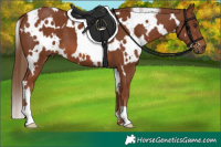 Horse Color:White Spotted Chestnut 