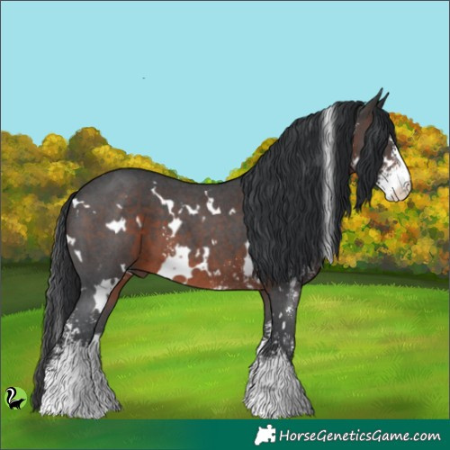 Horse Color:White Spotted Brown Sabino 